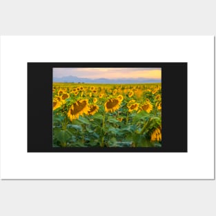 Sunflowers Posters and Art